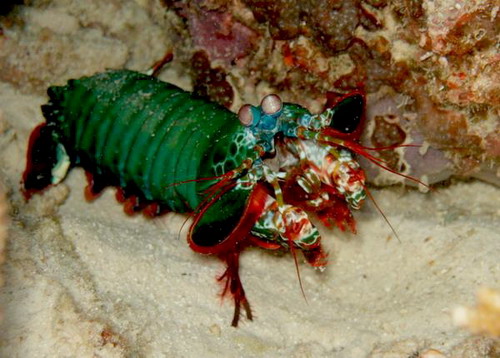 Koh Racha Noi